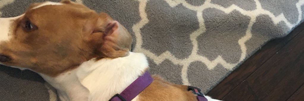 thatrudeginger's profile banner image