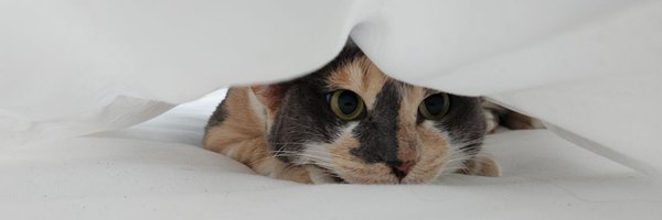 csniise Profile Banner