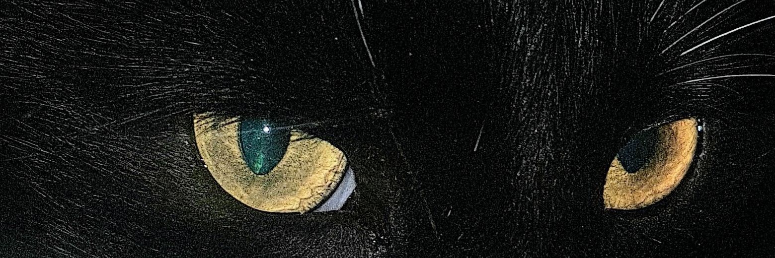 Gustavo King banner