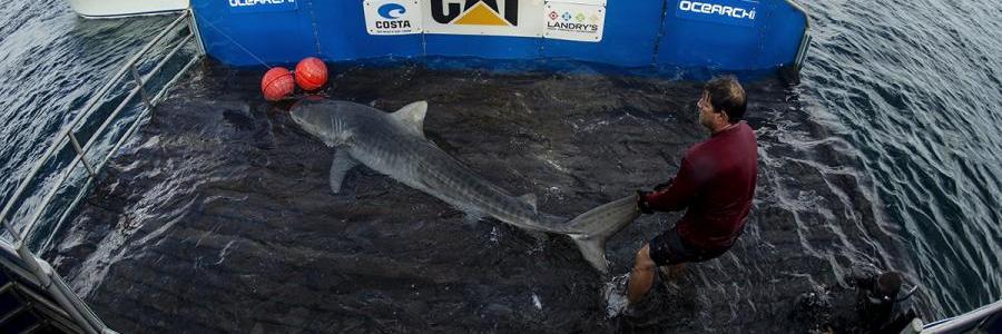 Freo_Shark's profile banner image