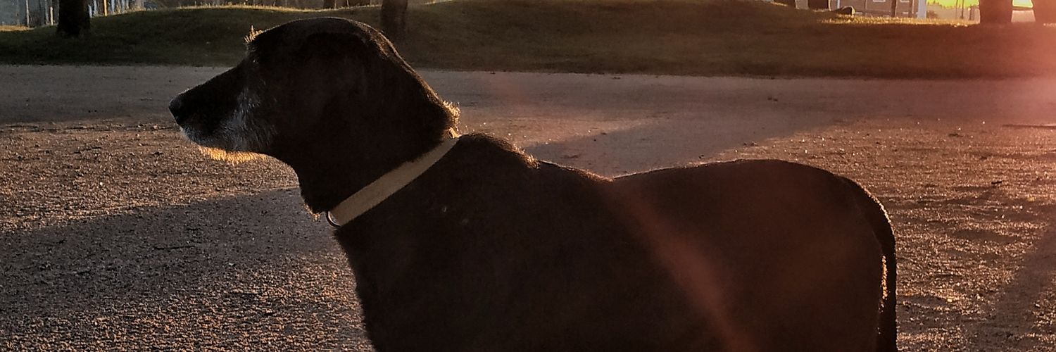 nicowagner90's profile banner image