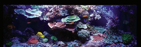 TheCoralReefLab Profile Banner