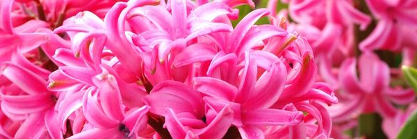 _JeNene Profile Banner