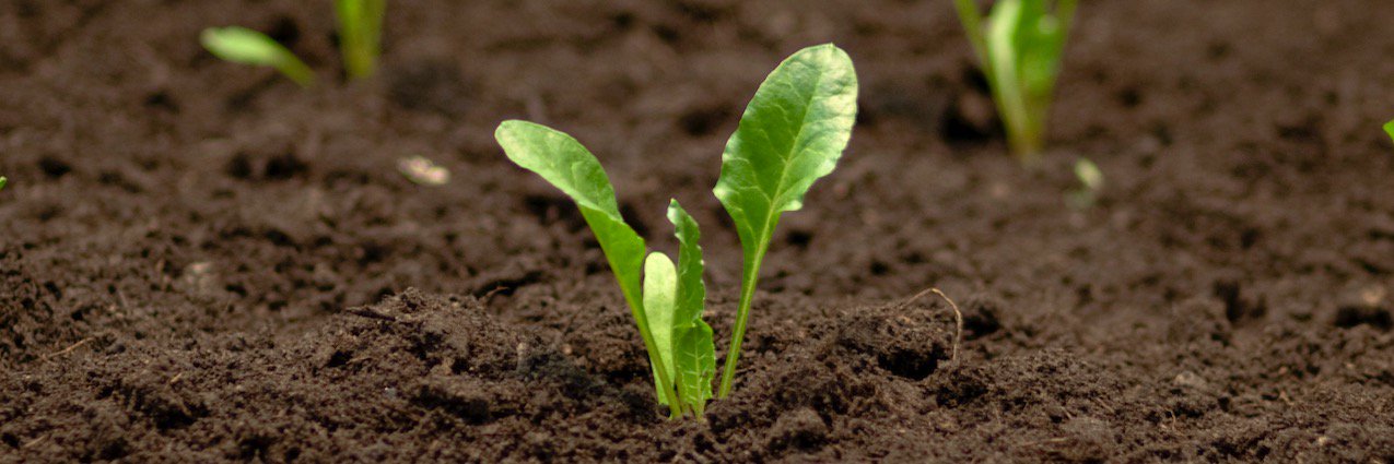 Tertill_Corp's profile banner image