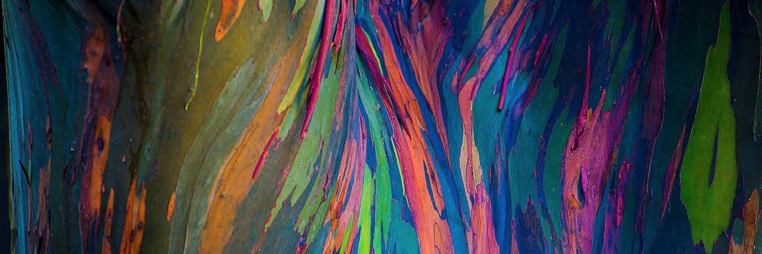 PaintedTreesHI's profile banner image