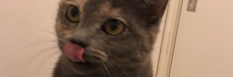 camilevcc's profile banner image