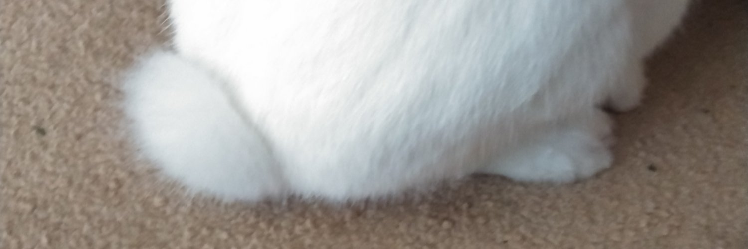 Still Life With Rabbits banner