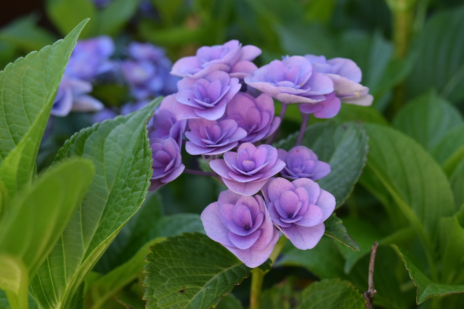 blue_ujisato's profile banner image