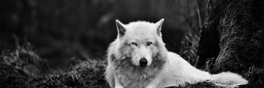 demoniawolf's profile banner image