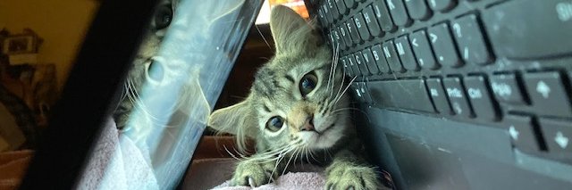 Stacycat67's profile banner image