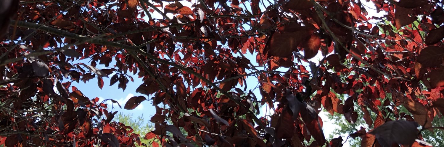 sjcharles11's profile banner image