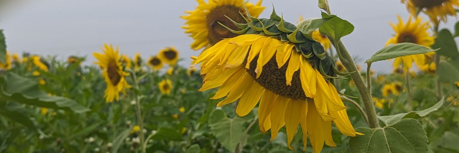 Starfan_02's profile banner image