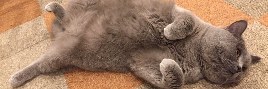 mochi21362's profile banner image