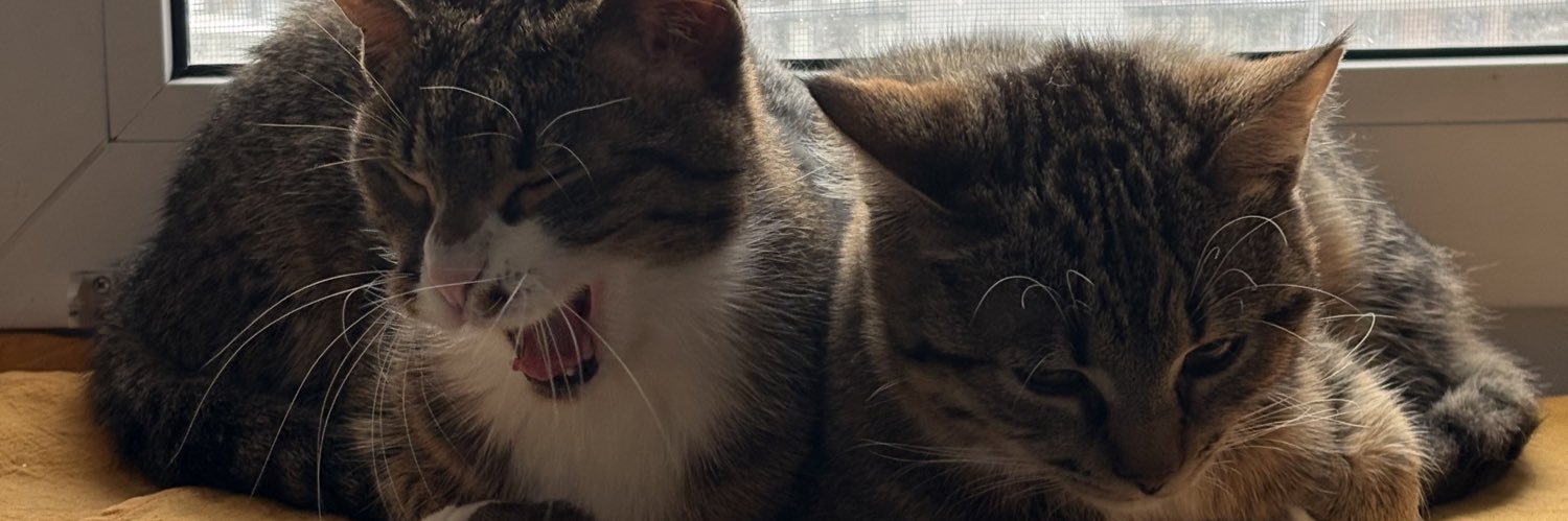 tarkthefrog's profile banner image