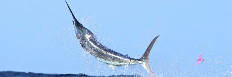 FishCaribe's profile banner image