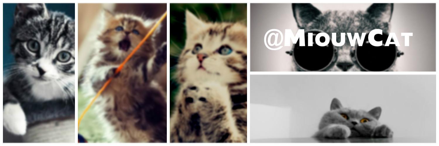MiouwCat's profile banner image
