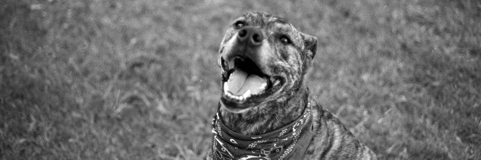 Nikdabruh's profile banner image