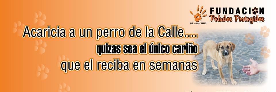PELUDOSPROTEGIDOS banner