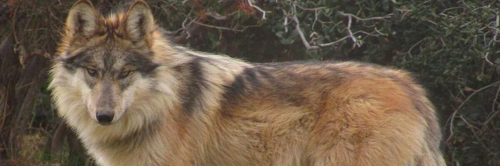_CelineWolf_'s profile banner image