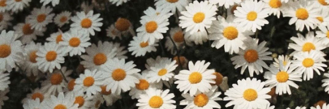 Maggie424's profile banner image