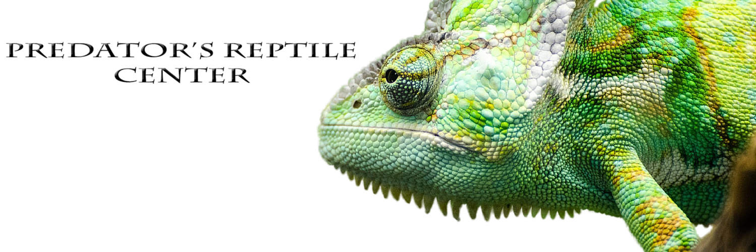 ReptilesAZ's profile banner image