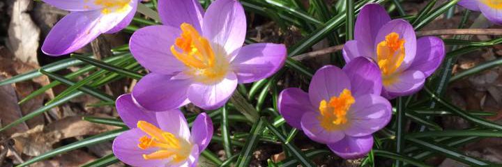Friends of Kahn Park banner