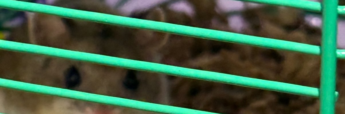 JLoguidice2428's profile banner image