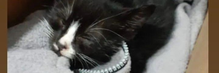Sofiiledezma_'s profile banner image