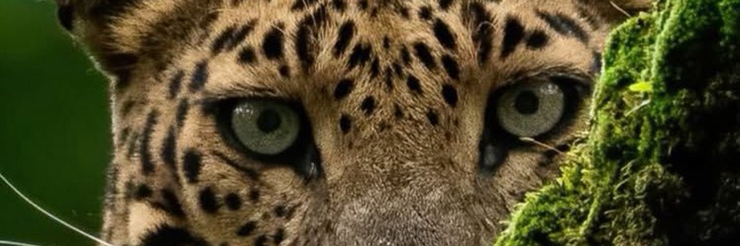 🐆 banner