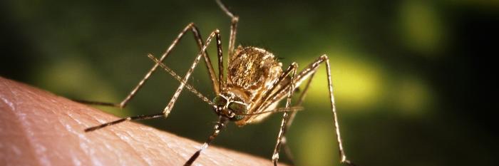 Sac-Yolo Mosquito banner