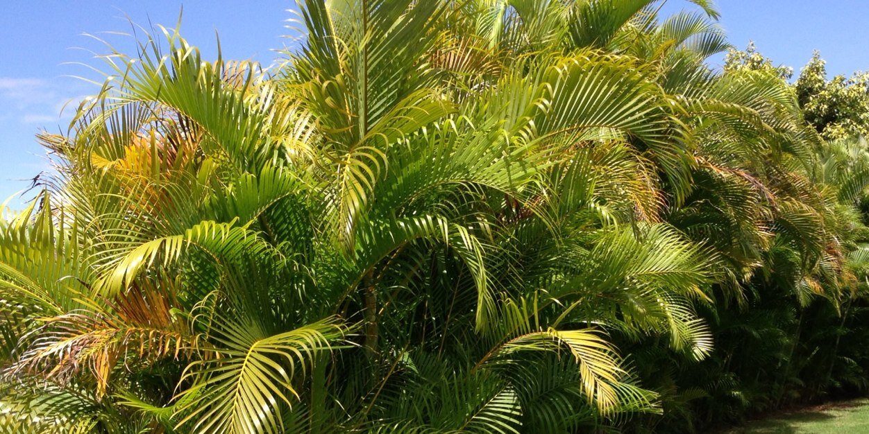 Tomas Yankelevich banner