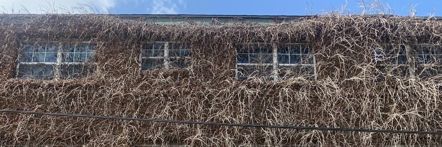 Taylor Rae 🌻 banner