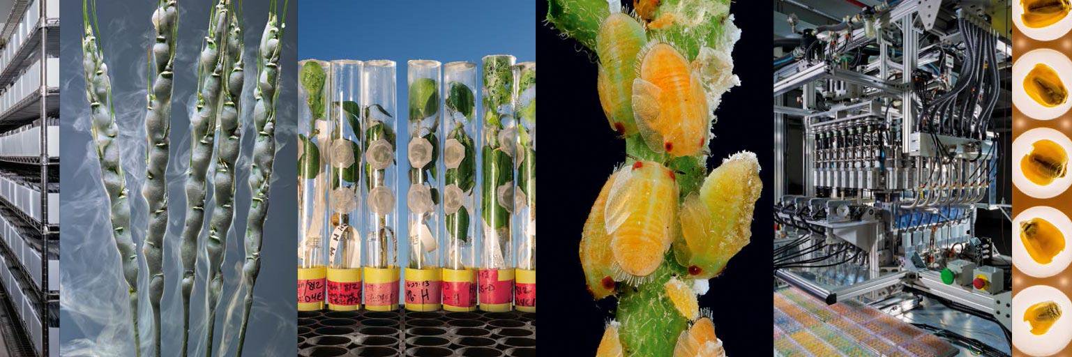 Evolution of Food (@Evolutionoffood) / Posts / X