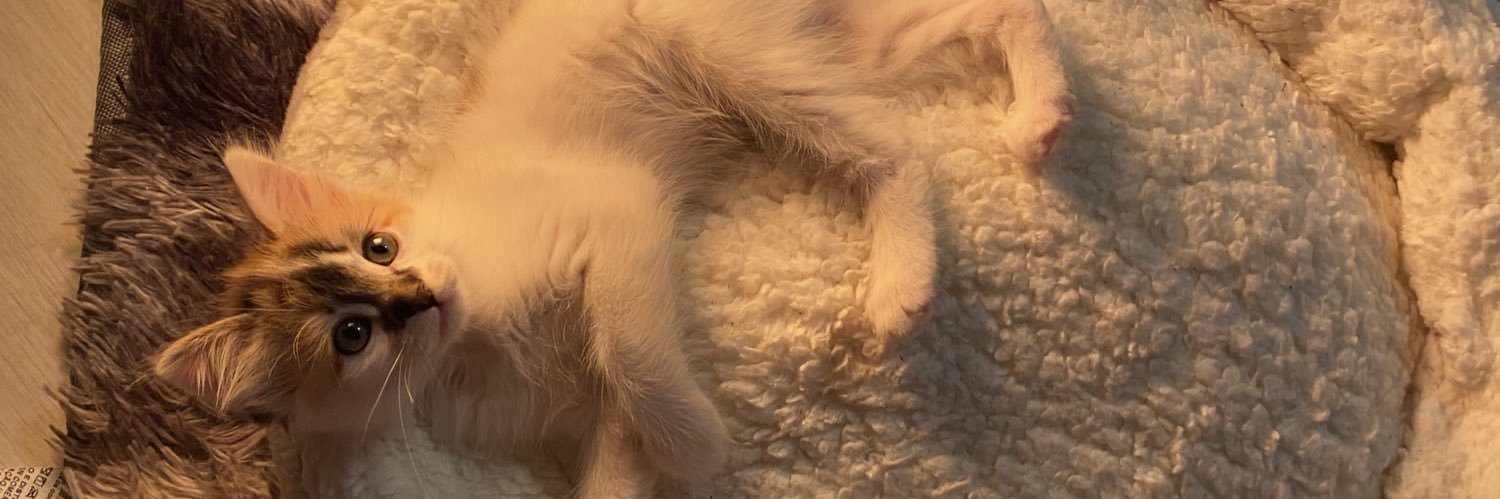 aaceline0's profile banner image