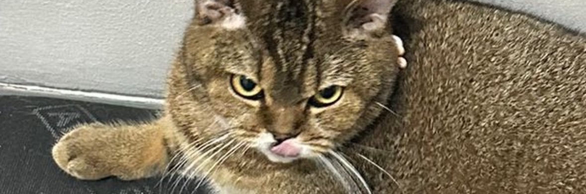 𝐀𝐫𝐬𝐡𝐚 banner