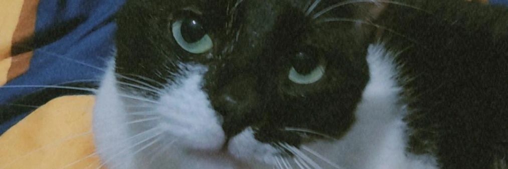 PappasNic's profile banner image
