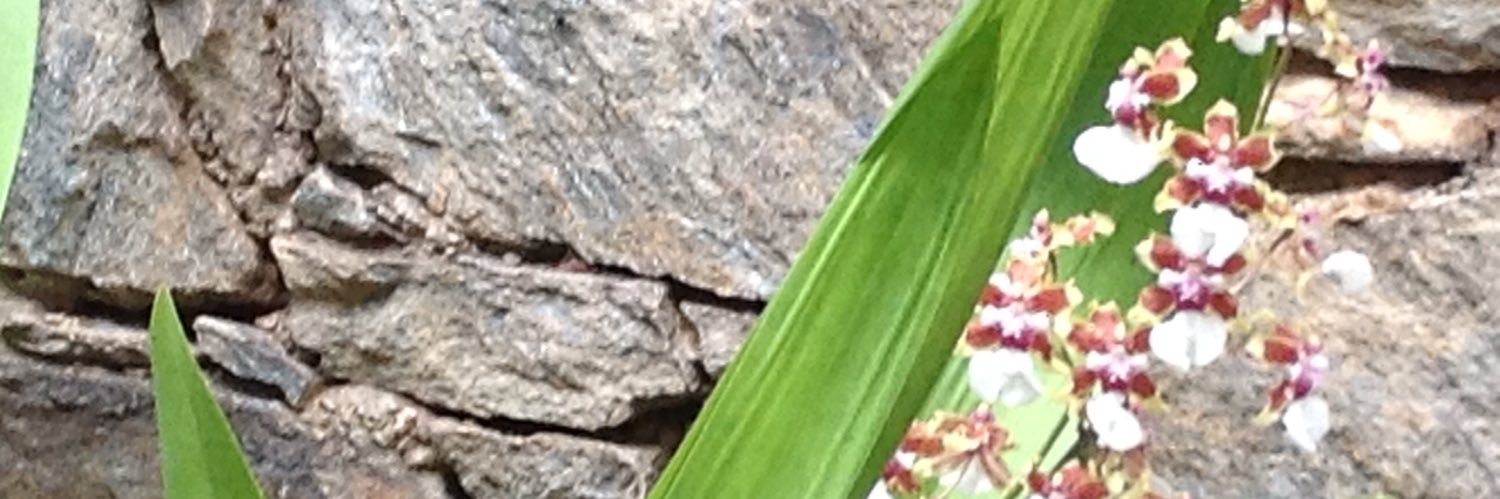 patcastellsa's profile banner image