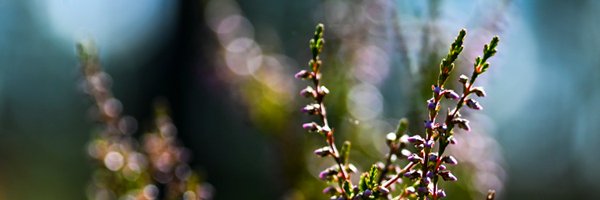 KainuunELY Profile Banner