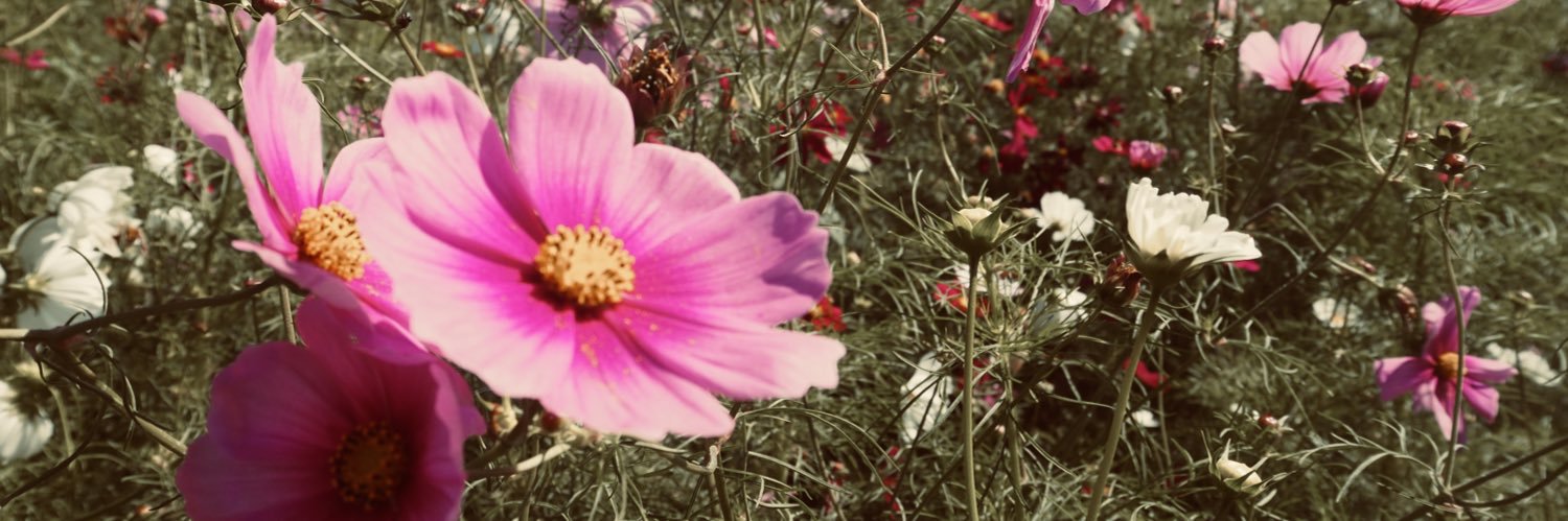 spring_vege's profile banner image