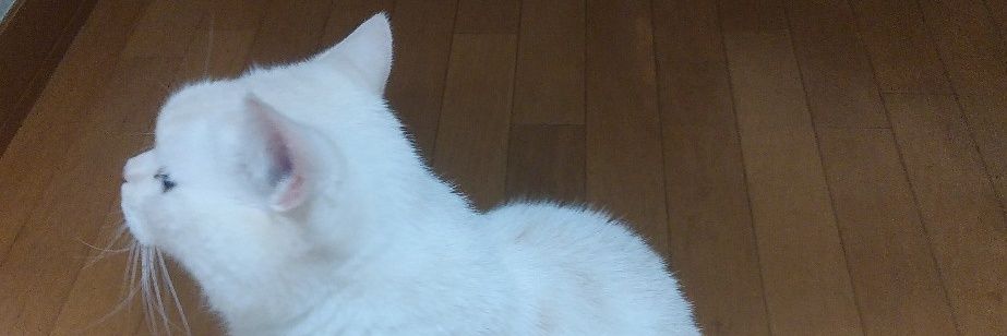 chksassy's profile banner image