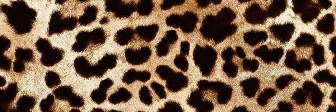 MsVioletAura's profile banner image