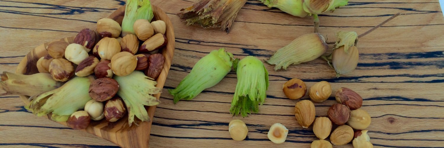 nutfarmsuk's profile banner image