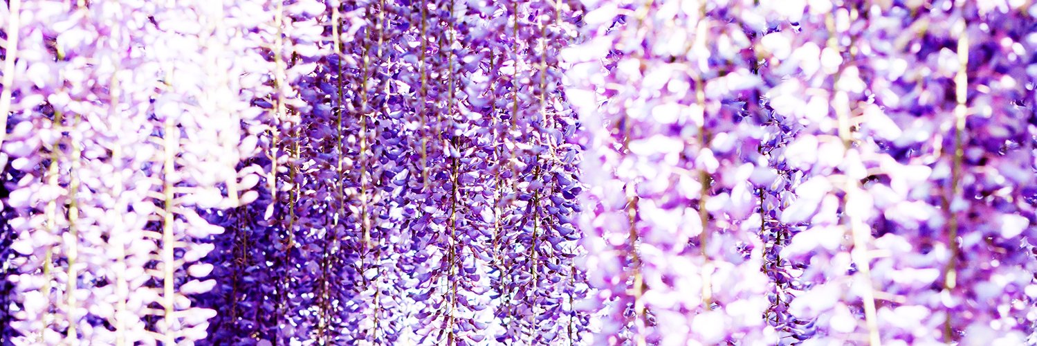 wistariadesign's profile banner image
