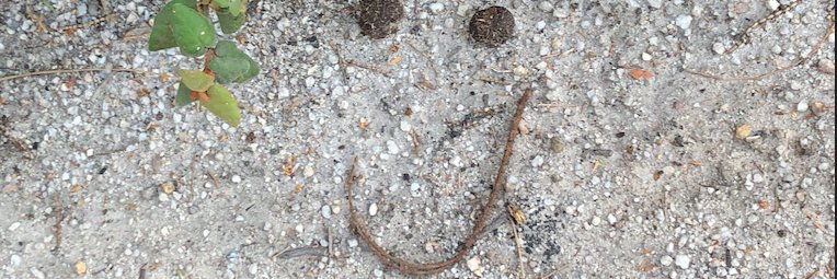 Sven Schleier banner