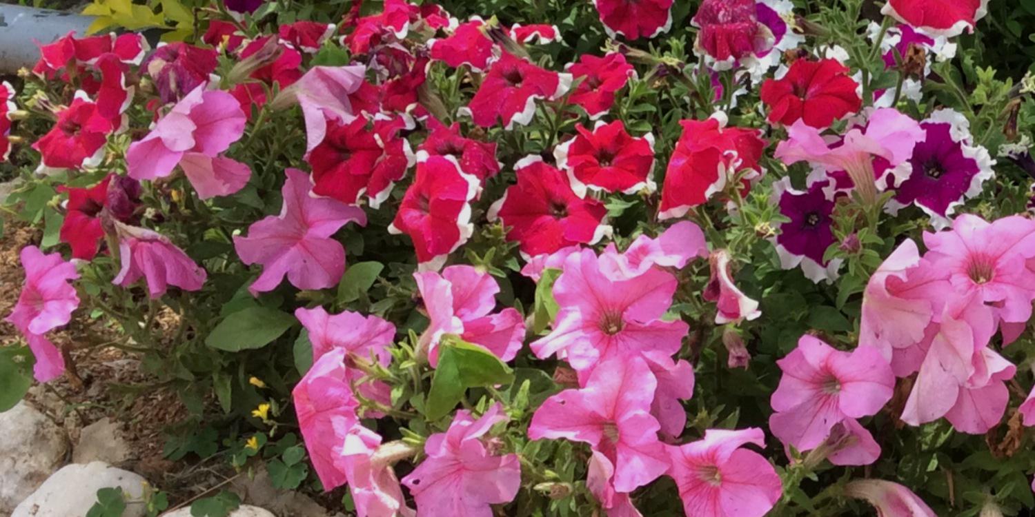 Texaslover2's profile banner image