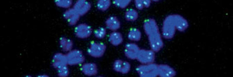 Dean H. Betts banner