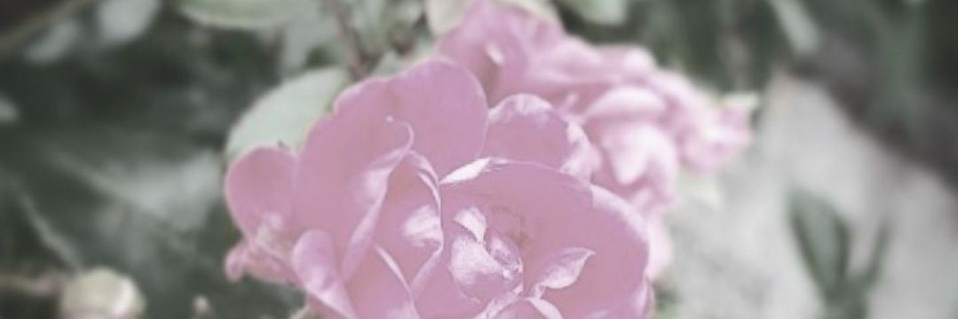 _Isabel_1307's profile banner image