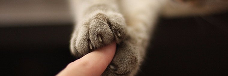 PetsitterNo's profile banner image