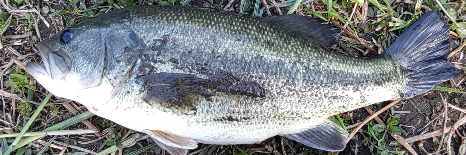 山本じゃく banner