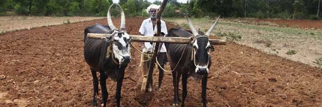 farmerLalit's profile banner image